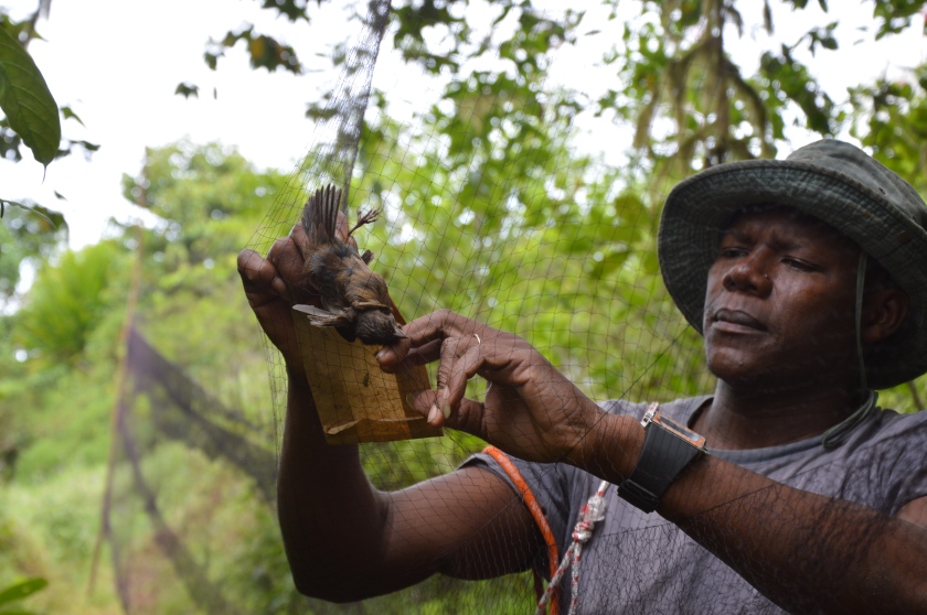 0_Our field guide (Octavio) extracting a bird mistnetted